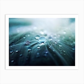 Water Droplets On Feathers Art Print