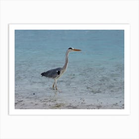 Heron At The Beach Tropical Maldives Art Print