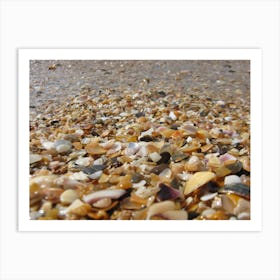 Shells On The Beach 1 Art Print