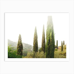 Cypress Trees In Tuscany Art Print