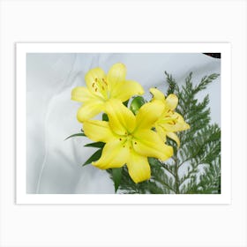 Three Asiatic lilies 1 Art Print