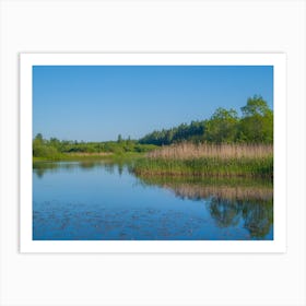 Reeds In A Lake Art Print