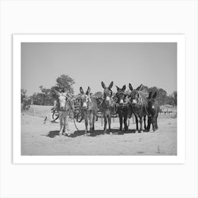 Untitled Photo, Possibly Related To Burros And Colt Which Are Used For Farm Work On The Homestead Farm Of Mr Art Print