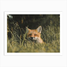 Red Fox Hiding In Grass Art Print