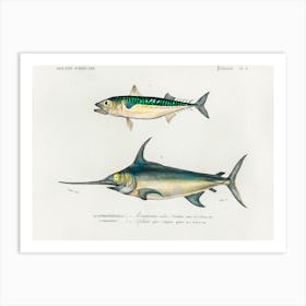 Different Types Of Fishes, Charles Dessalines D'Orbigny 8 Art Print