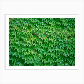 Ivy Wall Art Print