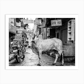 Cow In The Alley, India Art Print