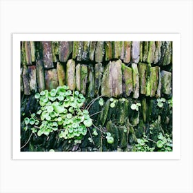 Life Between Stones Art Print