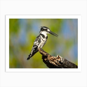 Pied Kingfisher At Chobe River Botswana Affiche