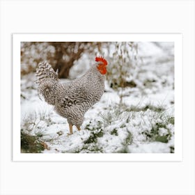 Chicken In The Snow Art Print