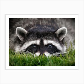 Cute Animal Portraits - Raccoon Art Print
