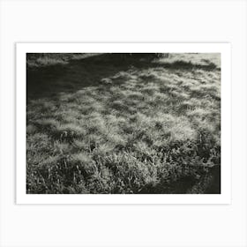 Grass And Frost (1934), Alfred Stieglitz Art Print