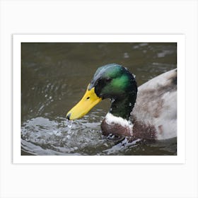 Duck In Water Art Print