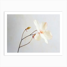 White Flower In A Vase Art Print