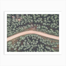 Evergreen Forest Art Print