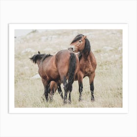 Two Horses Cleaning Each Other Art Print