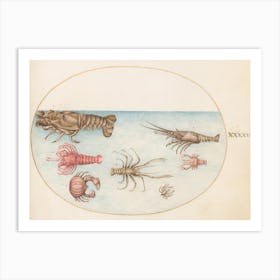 Animalia Aqvatilia et Cochiliata (c. 1575-1580), Joris Hoefnagel (5) 1 Art Print