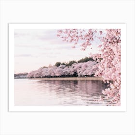 Cherry Blossoms Along River Art Print
