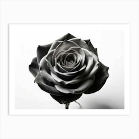 Black And White Rose 1 Art Print