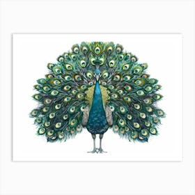 Peacock 13 Art Print