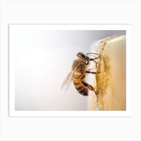 Honey Bee On Honey Art Print