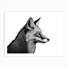 Black & White Fox Portrait Art Print