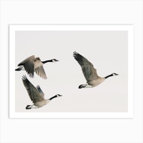 Canadian Geese Art Print