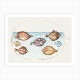 Seven Flatfish (1575–1580), Joris Hoefnagel Art Print