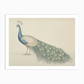 Peacock Illustration Art Print