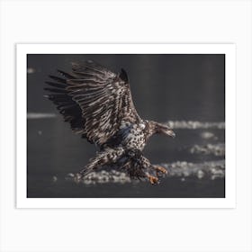 Sea Eagle Hunting Art Print