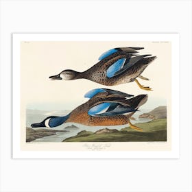 Blue Winged Teal, Birds Of America, John James Audubon Art Print
