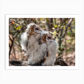 Barn Owls Art Print