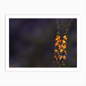 small yellow flowers as close up Art Print