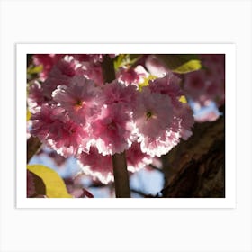 Pink blossoms of ornamental cherry 5 Art Print