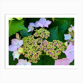 Hydrangeas Art Print