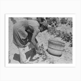 Agricultural Day Laborer Picking Beans In Field Near Muskogee, Oklahoma By Russell Lee Art Print