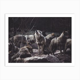 Wolf Pack Art Print