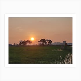 Sunset Over Rice Field Art Print