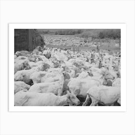 Untitled Photo, Possibly Related To Freshly Shorn Sheep On Ranch In Malheur County, Oregon By Russell Lee Art Print