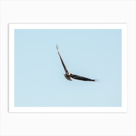 Immature Eagle Taking Flight Art Print