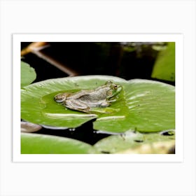 Bullfrog Sitting On A Lily Pad Art Print