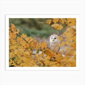 Barn Owl In Tree Art Print