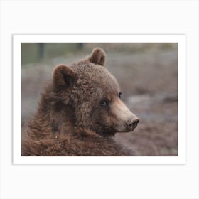 Muddy Nose Bear Art Print