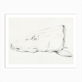 Head Of A Pike, Jean Bernard Art Print