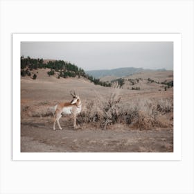 Sagebrush Pronghorn Art Print