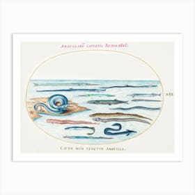 Eels And Needlefish (1575–1580), Joris Hoefnagel Art Print