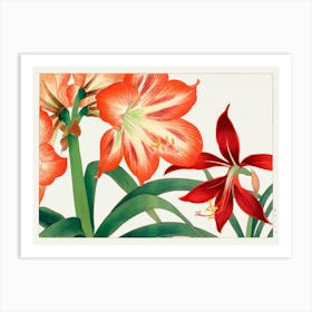 Amaryllis Art Print