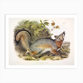 Grey Fox, John James Audubon Art Print