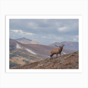 Mountainside Elk Art Print