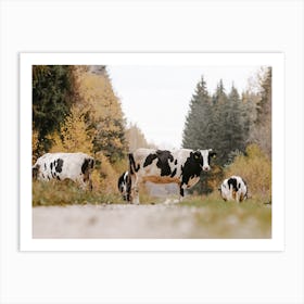 Black And White Cows Art Print